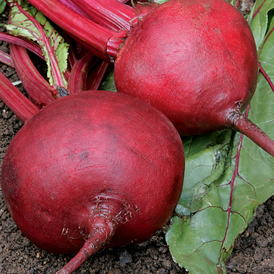 Beetroot Crimson Globe Seeds