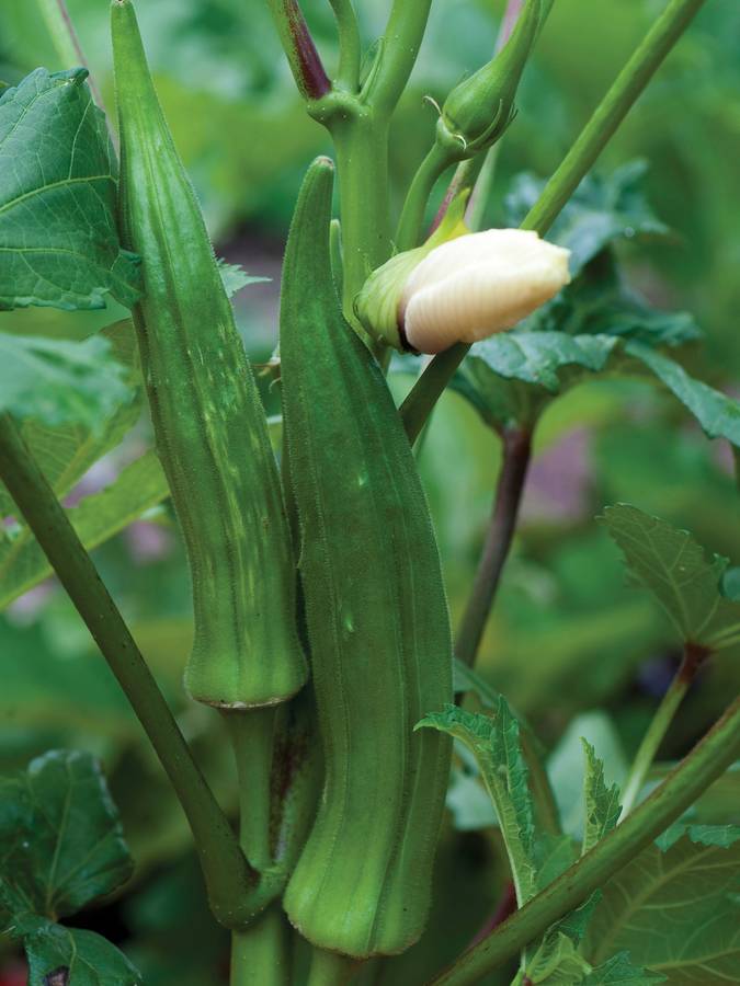Okra Clemson Spineless Seeds
