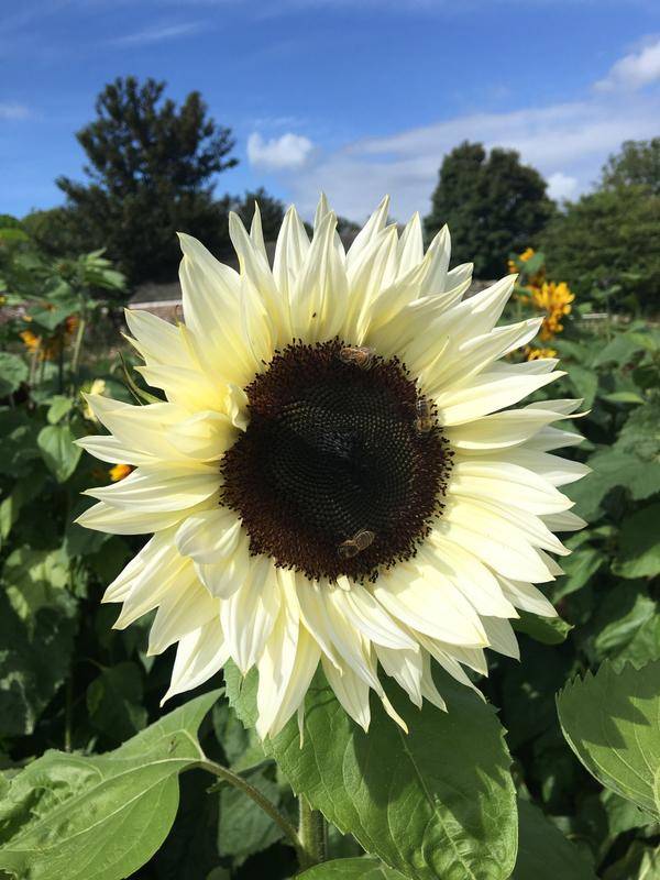 Helianthus Pro Cut White Nite Seeds