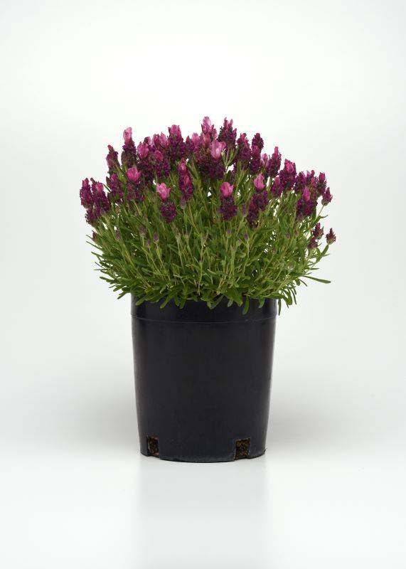 Lavender Bandera Deep Rose Seeds