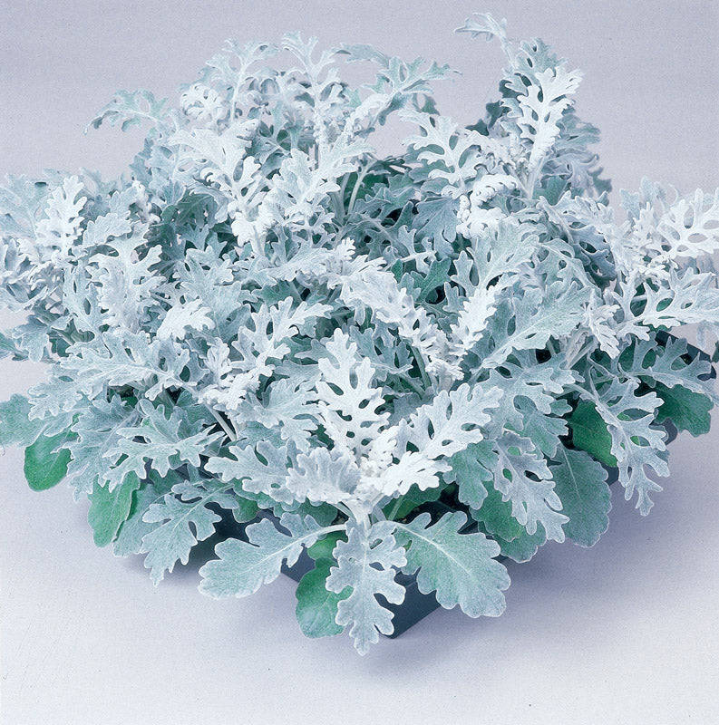 Cineraria Silver Dust Seeds