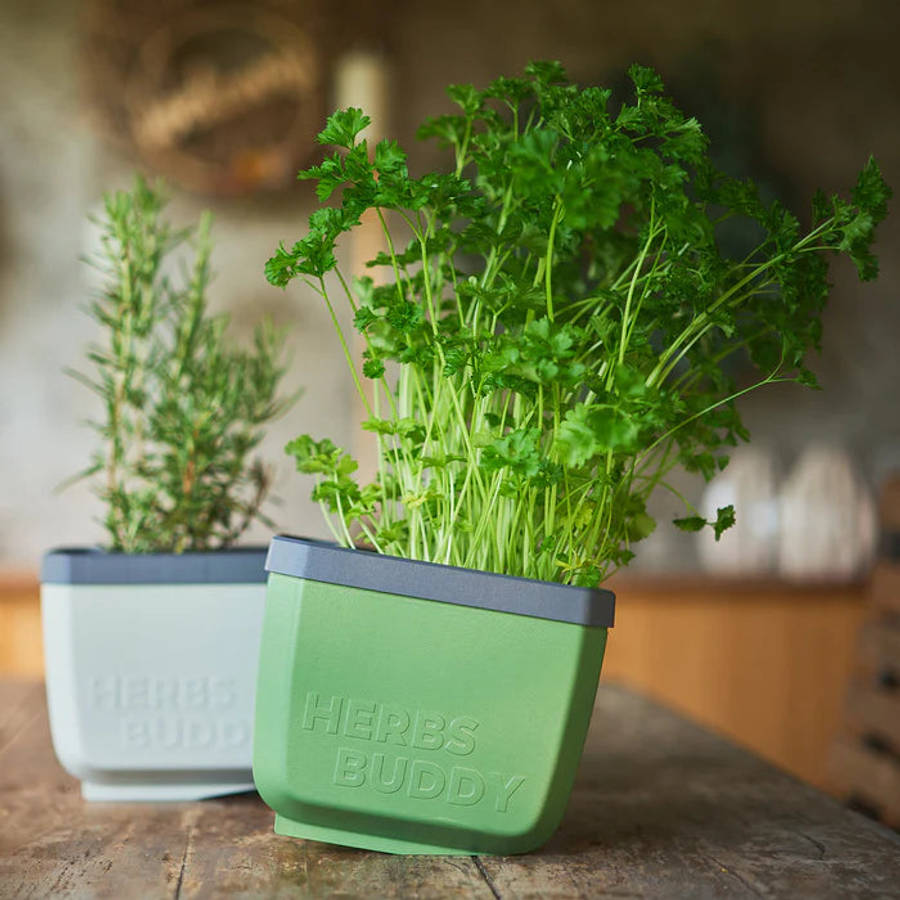 HERBS BUDDY (Self Watering Pot) + FREE Parsley Starter Seeds
