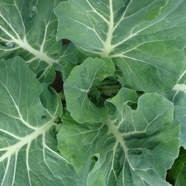 Kale Choumoellier Seeds