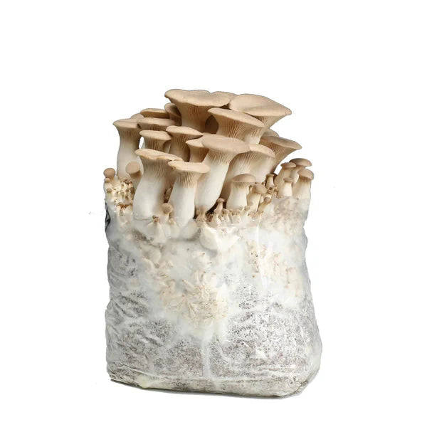 Organic King Oyster Mushroom Grow Kit