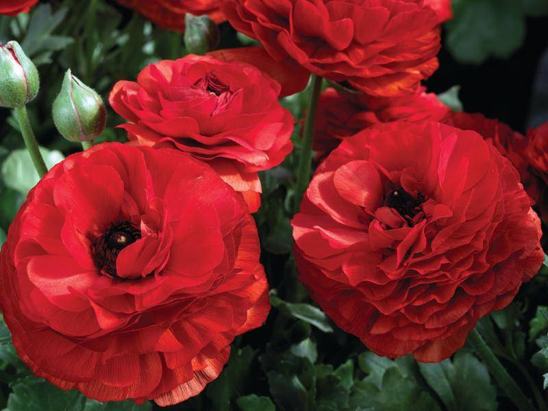 Ranunculus Mache Red Seeds