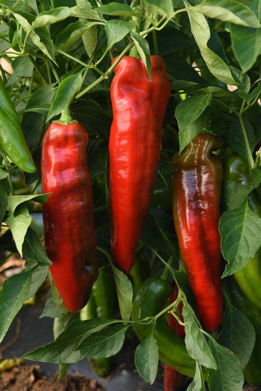 Capsicum Peppigrande Red Seeds