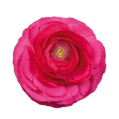 Ranunculus Elegance Hot Pink Seeds