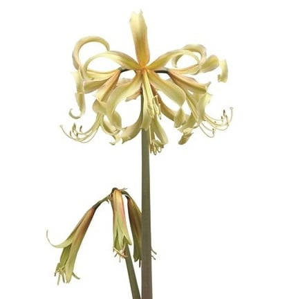 Amaryllis Sonatini - Saffron - 2 bulbs
