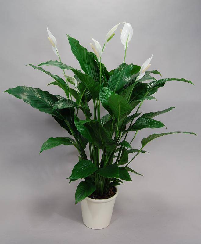 Spathiphyllum Cv Sweet Sebastiano Seedlings