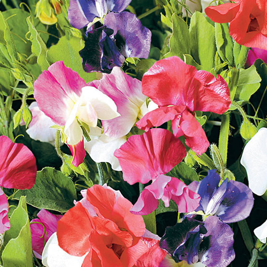 Sweetpea Villa Roma Flower Seeds