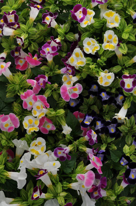 Torenia Kauai Mix Seeds