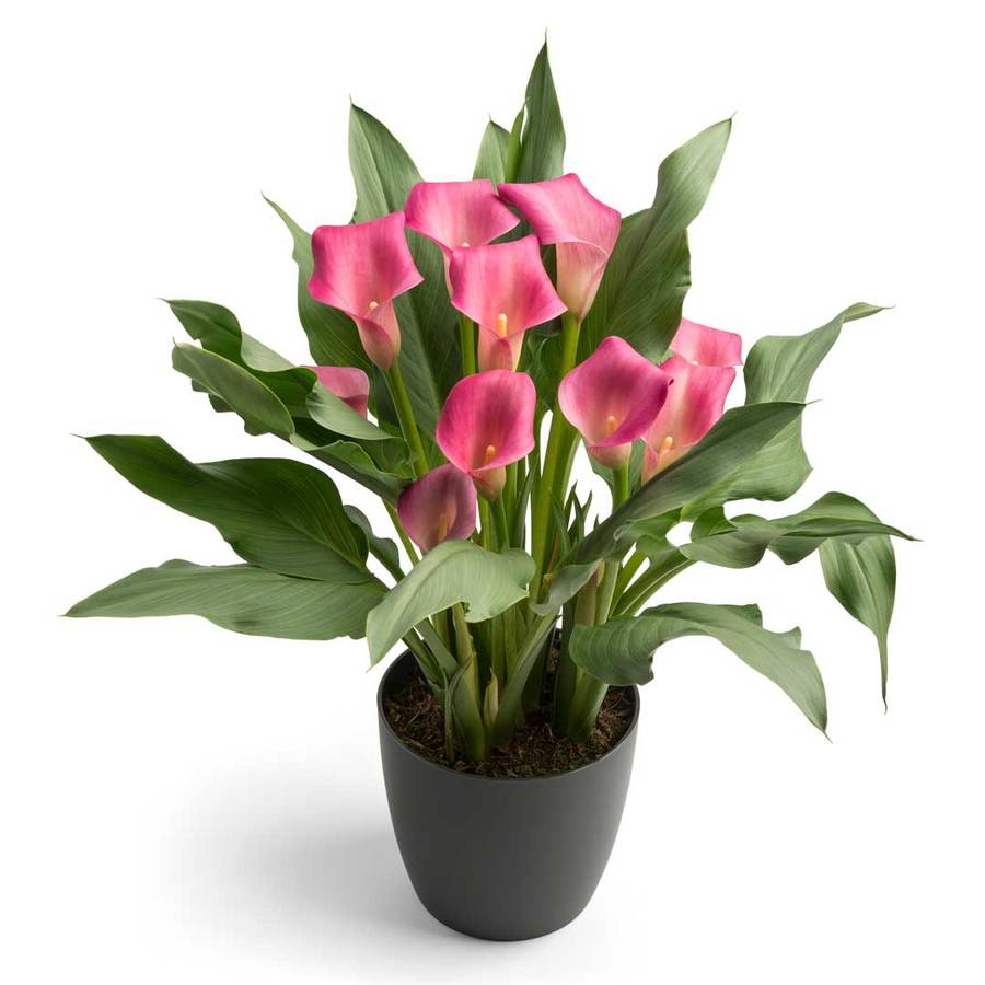 Zantedeschia - Wild Salmon - 1 bulb