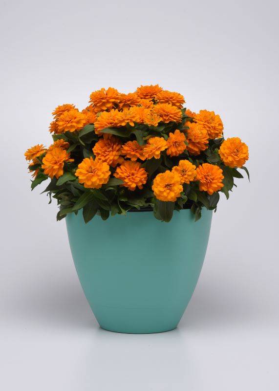 Zinnia Zahara Double Bright Orange Seeds