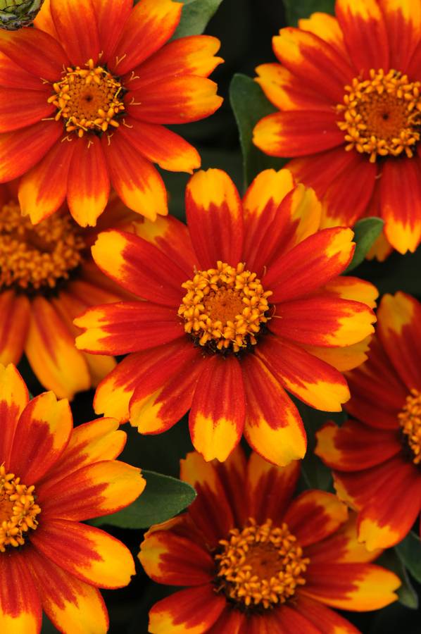 Zinnia Zahara Sunburst Seeds
