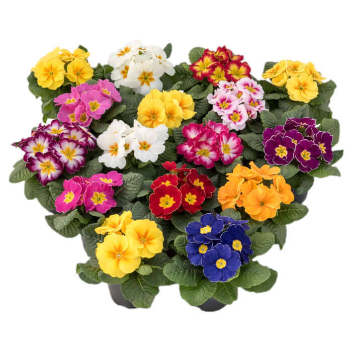 Primula Bonneli Mix Seed