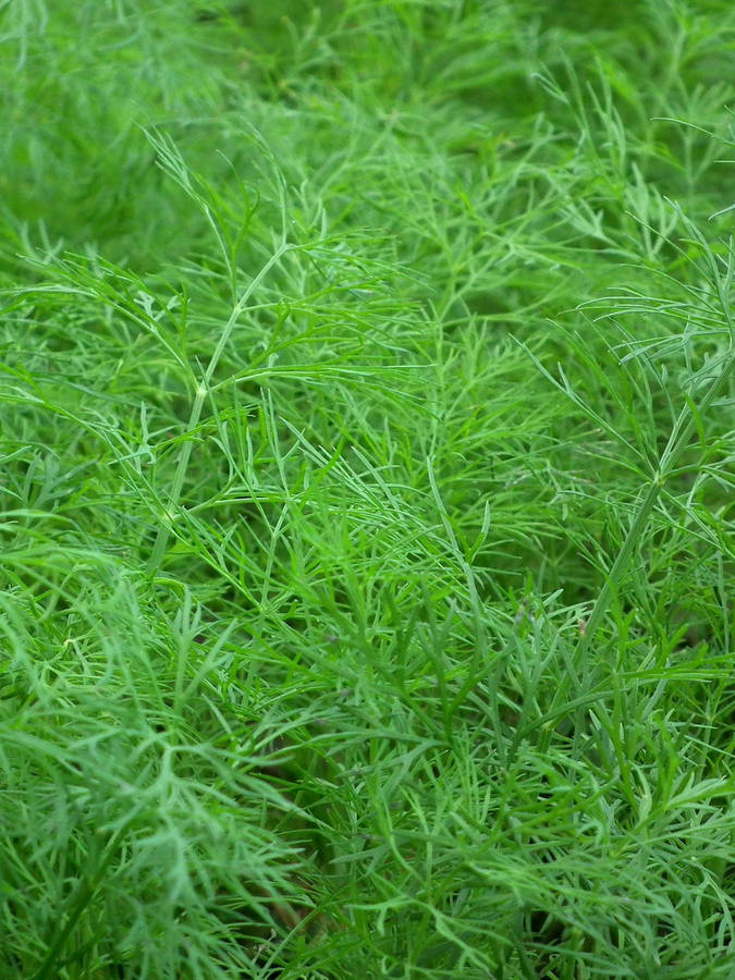 Dill Common Seeds