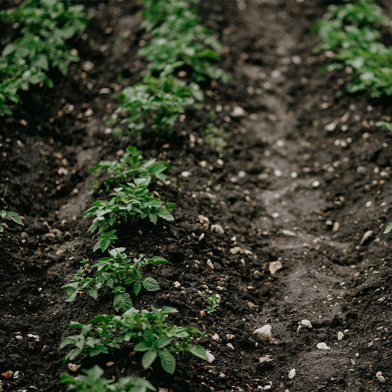 Valor Seed Potatoes, 10 per bag (Buy1 Get 1 FREE)