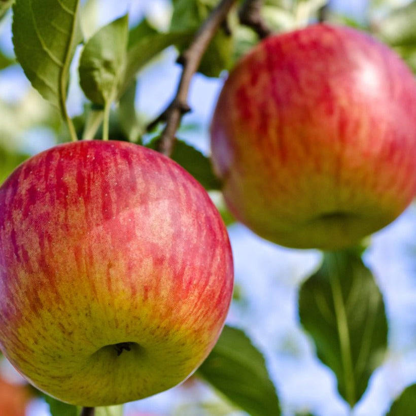 Fuji Apple Concentrate (FA) - 10ml