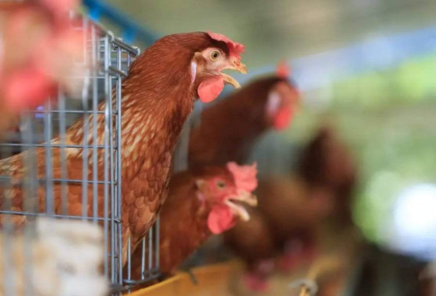 Elite 96 Bird Econo Egg Laying Cage