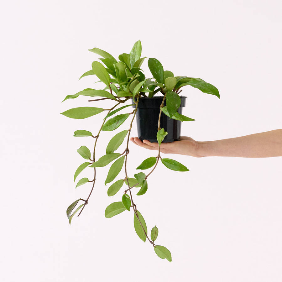 Hoya Pubicalyx - in 14cm Nursery Pot