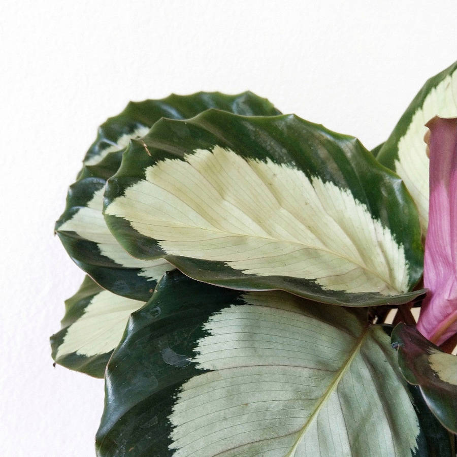Calathea Tanya