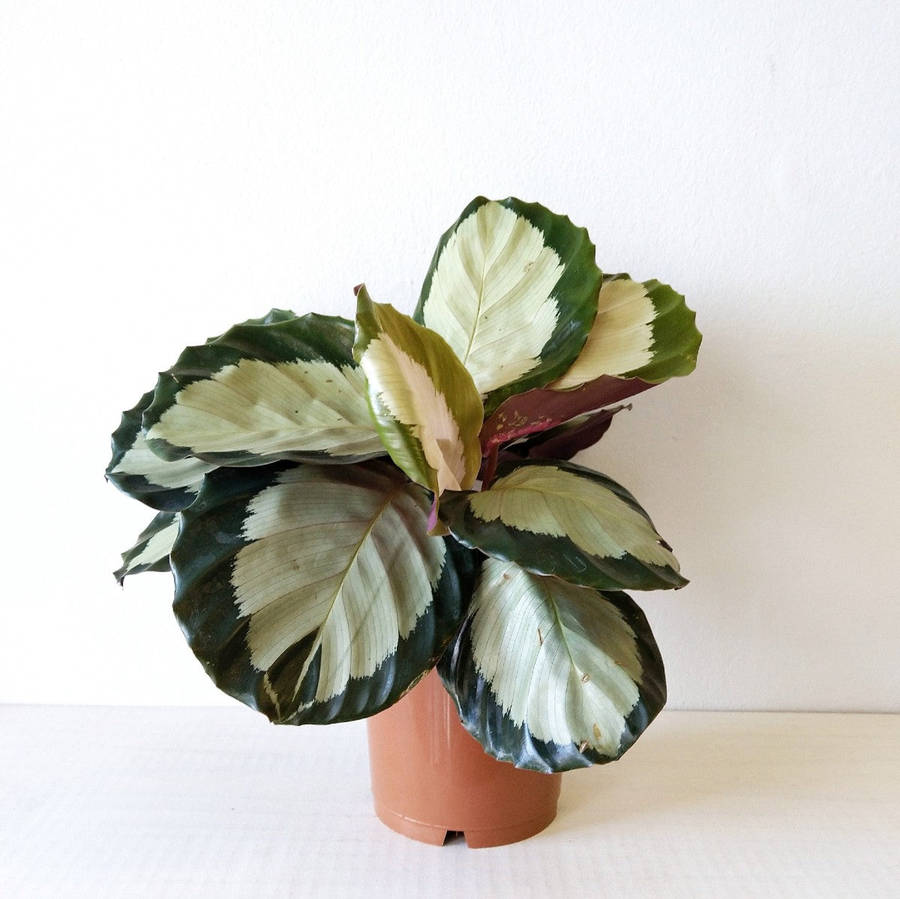 Calathea Tanya