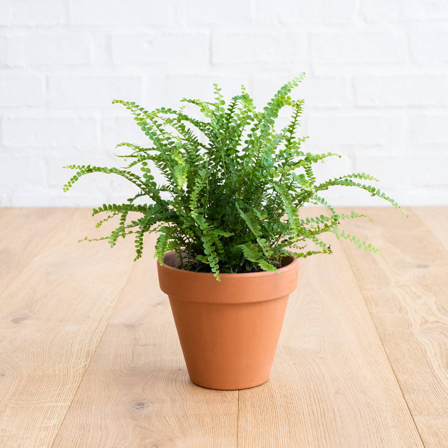 Lemon Button Fern