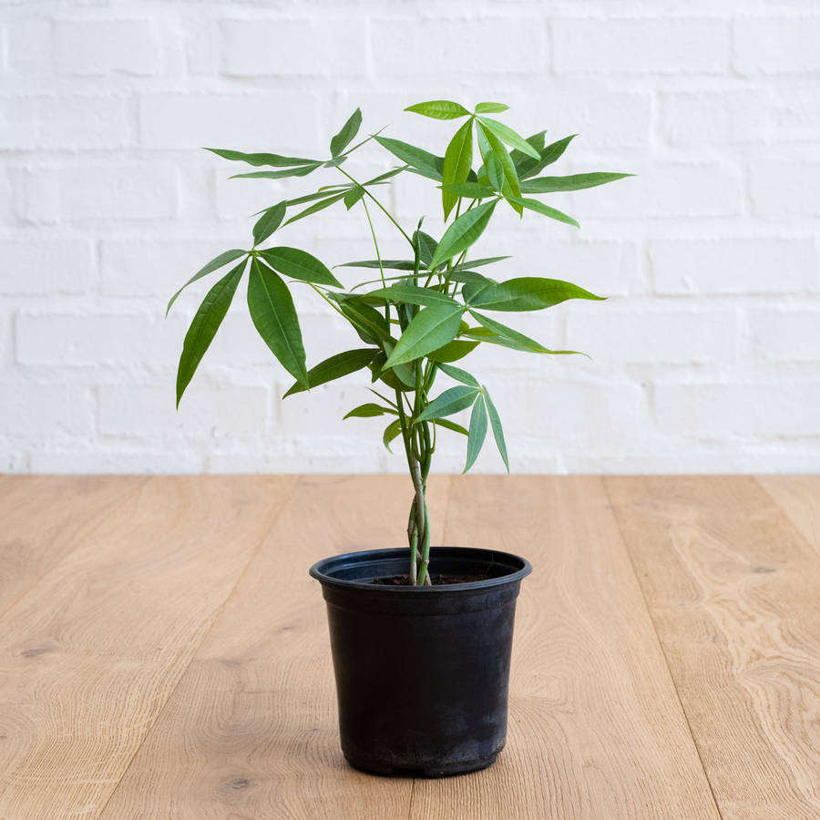 Chinese Money Tree