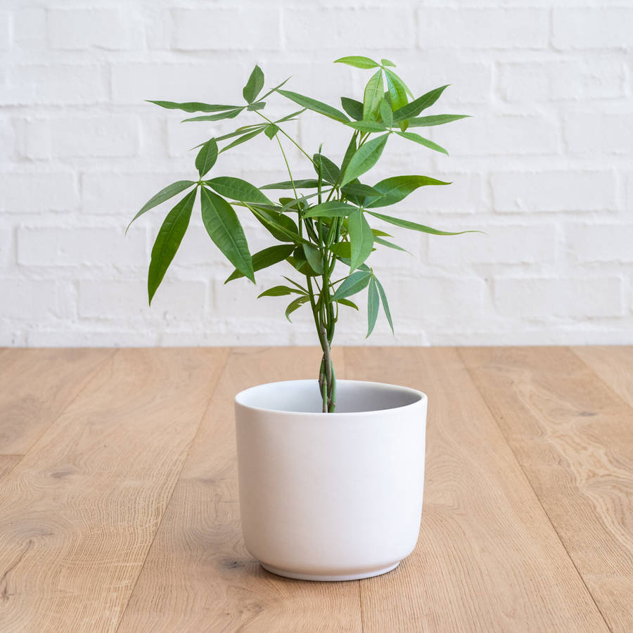 Chinese Money Tree