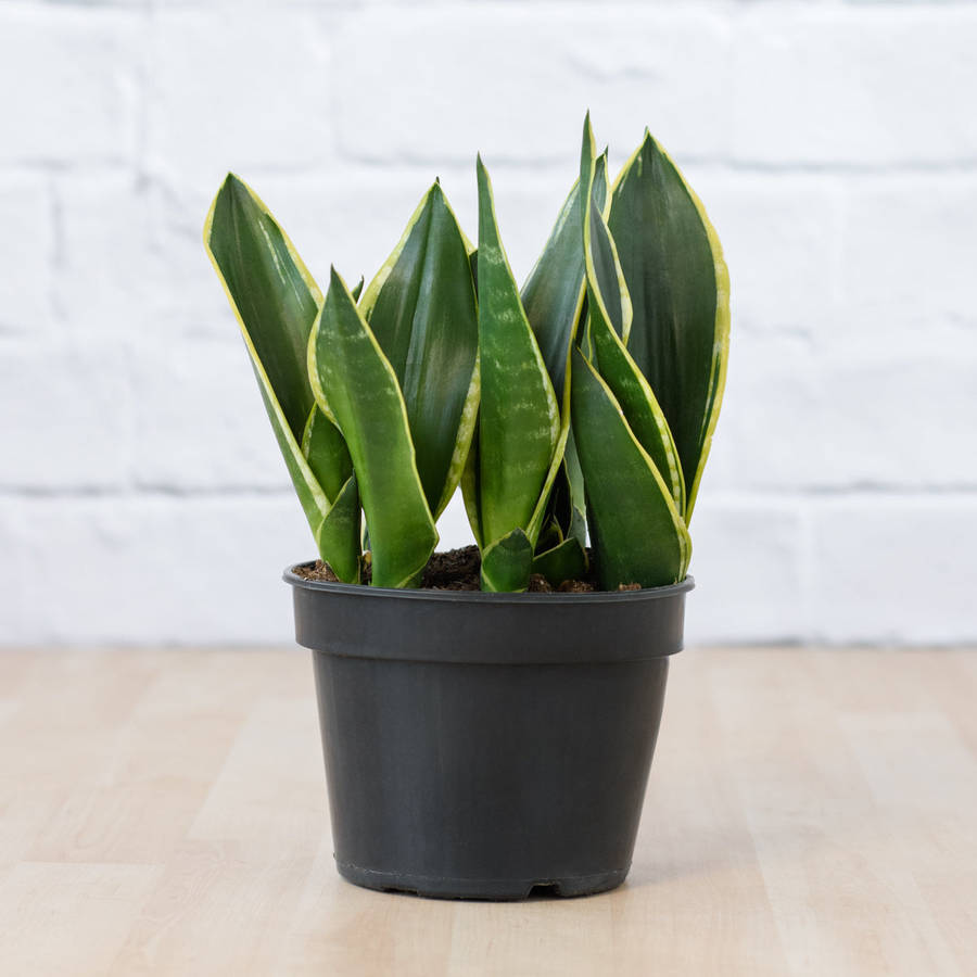 Mother in Law's Tongue - Black Gold - in 17cm Nursery Pot