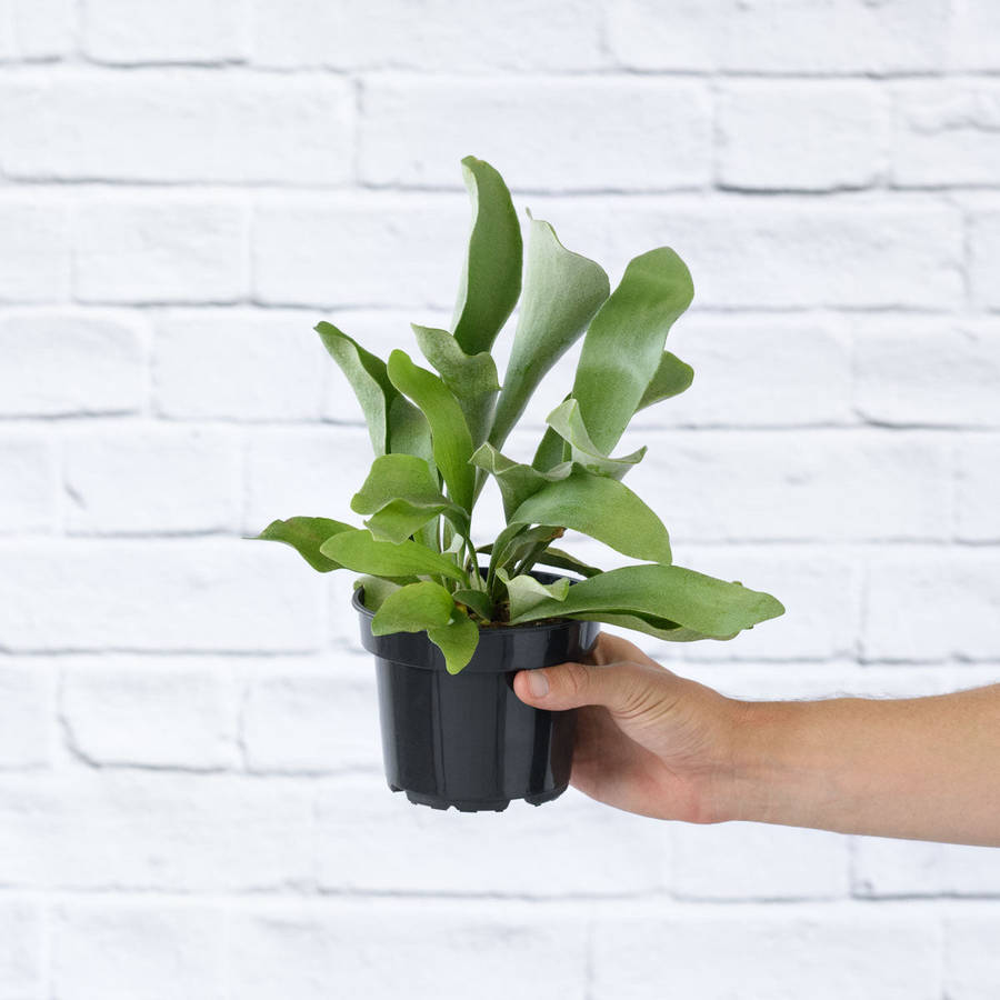 Staghorn Fern - in 13cm Nursery Pot