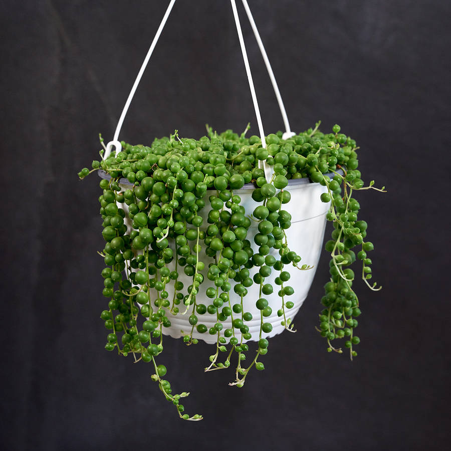 String of Pearls - LARGE - 20cm hanging nursery pot