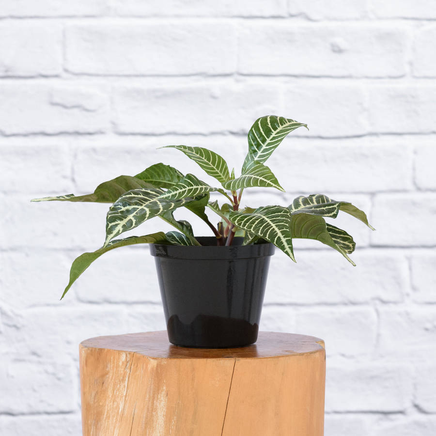 Zebra Plant - 14cm Nursery Pot