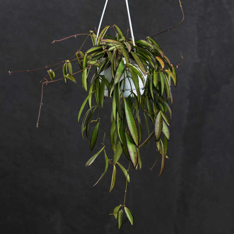 Hoya Wayetii