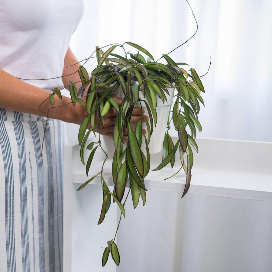 Hoya Wayetii