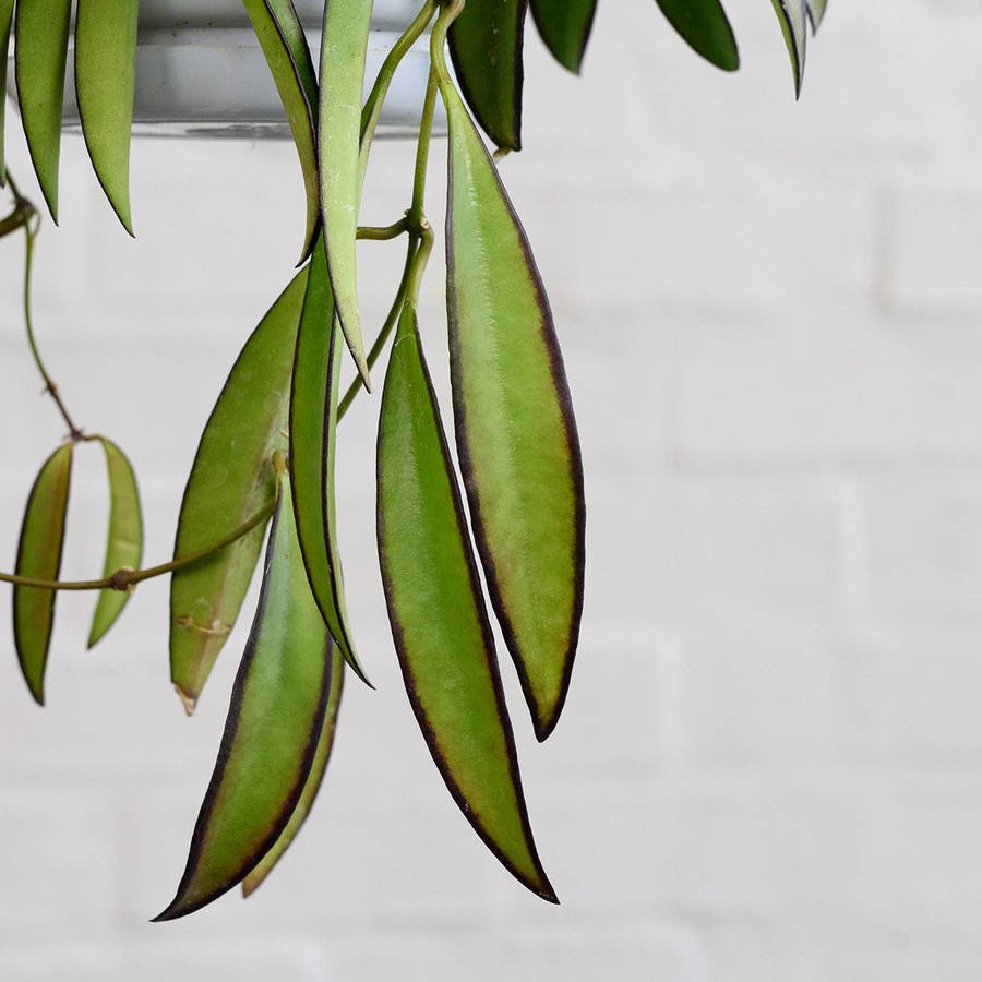 Hoya Wayetii