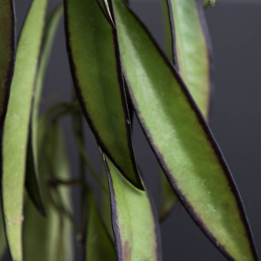 Hoya Wayetii
