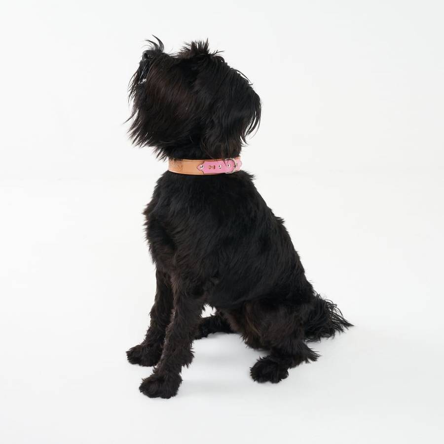Deluxe Leather Dog Collar