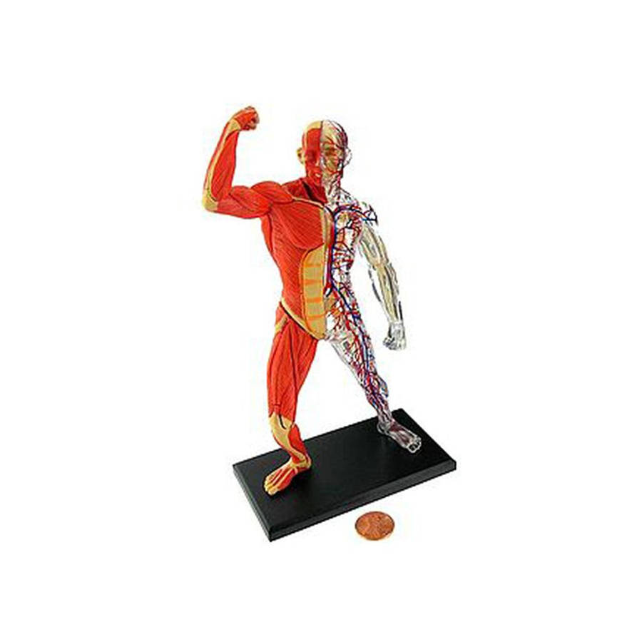 Human Anatomy x 3 Models Pack starter kit