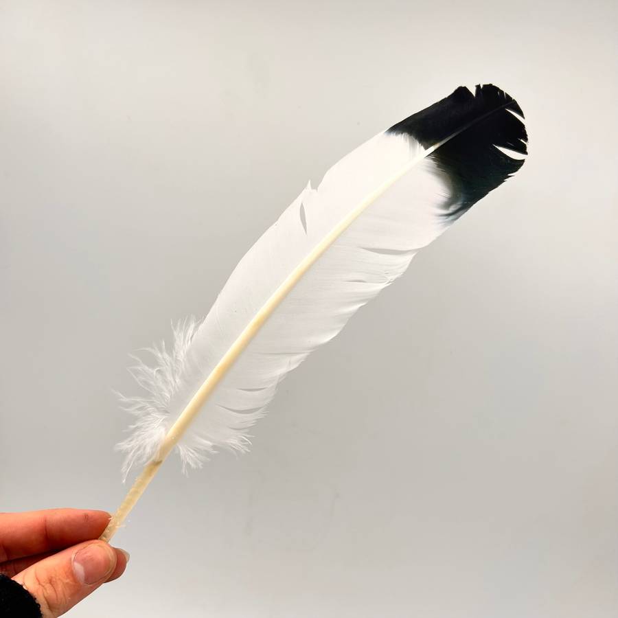 Smudging Feather