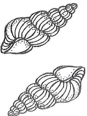 DH16 Hard Plastic Chocolate Mould 3D Spiral Shell 14x6x3.5cm,