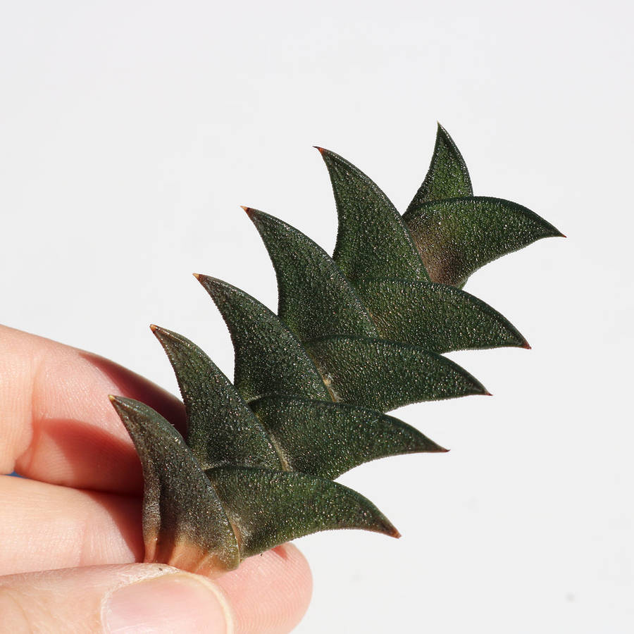 Image result for haworthia viscosa
