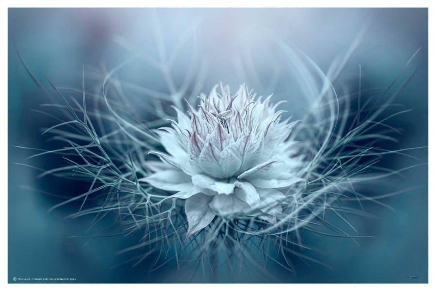 Love-in-a-mist by Mike Contoli - nature Photography poster
