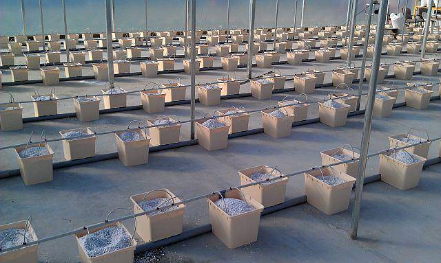 Perlite