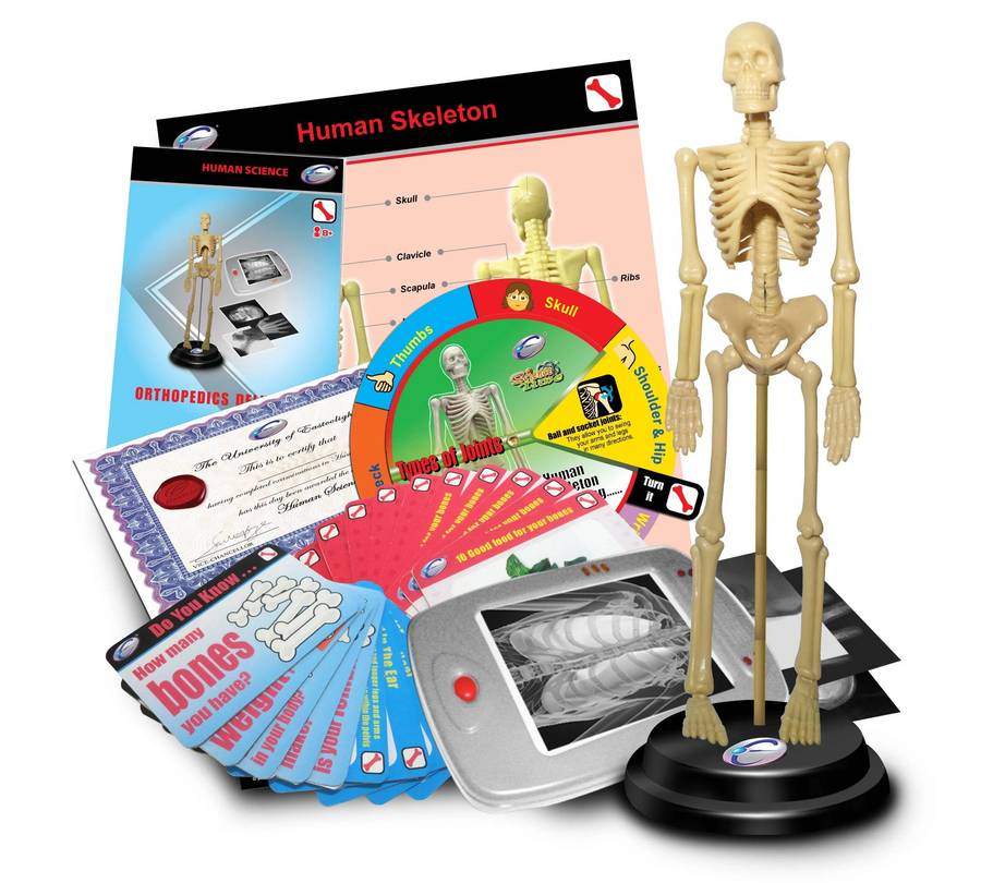 STEM Human Skeleton Orthopedics Deluxe Set