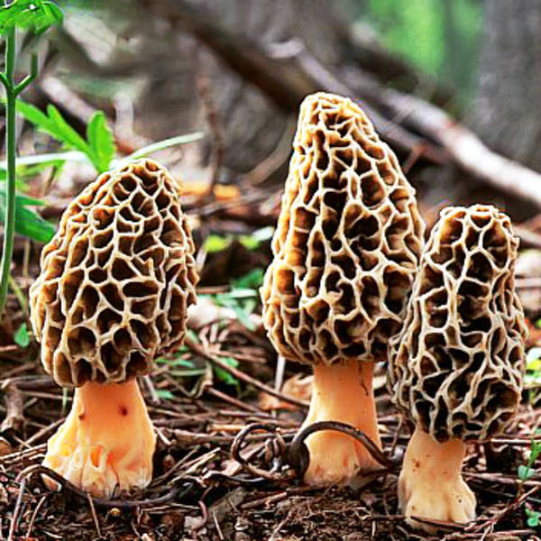 Egrow 100Pcs/Bag Morel Mushroom Strains Seeds Garden Planting Edible Eryngii Ve