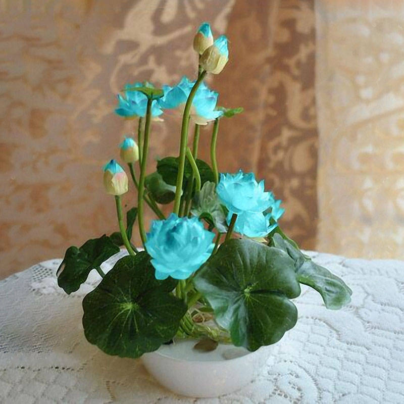 Egrow 5Pcs Lotus Seeds Blue Green Bowl Lotus Water Lily Seeds Rare Aquatic Flow