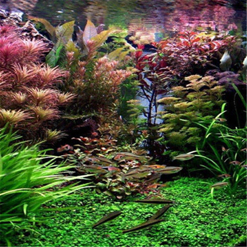 Egrow 1000 PCS Aquarium Plant Seeds Pine Tree Semillas Raras Plantas Aquatic Fi