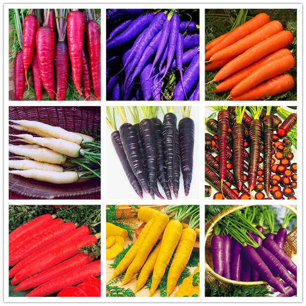 Egrow 500 Pcs/Pack Colorful Carrot Seeds Red White Purple Origanic Healthy Vege