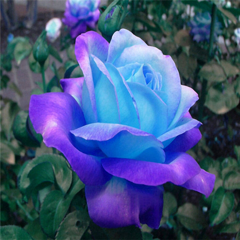 Egrow 100 Pcs Midnight Supreme Rose Seeds Potted Flower Seed Purple Rose Seeds